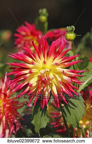 Dahlia cultivar Normandy Splendor (Dahlia Normandy Splendor) View Large Photo Image Stock Image - Dahlia cultivar Normandy Splendor (Dahlia Normandy Splendor). Fotosearch