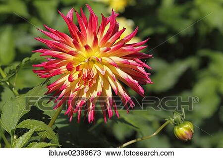 Dahlia cultivar Normandy Splendor (Dahlia Normandy Splendor) View Large Photo Image Stock Image - Dahlia cultivar Normandy Splendor (Dahlia Normandy Splendor). Fotosearch