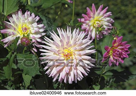 Dahlia cultivar Sabrina (Dahlia Sabrina) View Large Photo Image Stock Photograph - Dahlia cultivar Sabrina (Dahlia Sabrina). Fotosearch