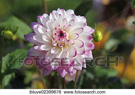 Dahlia cultivar Wine and Roses (Dahlia Wine and Roses) View Large Photo Image Stock Photo - Dahlia cultivar Wine and Roses (Dahlia Wine and Roses). Fotosearch
