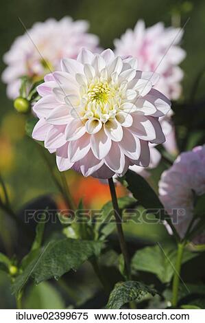 Dahlia cultivar Zebrano (Dahlia Zebrano) View Large Photo Image Stock Photography - Dahlia cultivar Zebrano (Dahlia Zebrano). Fotosearch