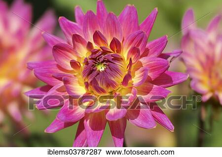 "Dahlia (Dahlia), Baden-Wurttemberg, Germany, Europe" View Large Photo Image Stock Photo - "Dahlia (Dahlia), Baden-Wurttemberg, Germany, Europe". Fotosearch