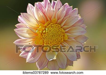 "Dahlia (Dahlia), Baden-Wurttemberg, Germany, Europe" View Large Photo Image Stock Photo - "Dahlia (Dahlia), Baden-Wurttemberg, Germany, Europe". Fotosearch