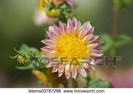 "Dahlia (Dahlia), Baden-Wurttemberg, Germany, Europe" View Large Photo Image Stock Photo - "Dahlia (Dahlia), Baden-Wurttemberg, Germany, Europe". Fotosearch