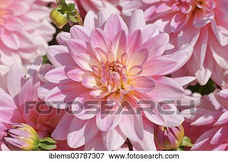 "Dahlia (Dahlia), Baden-Wurttemberg, Germany, Europe" View Large Photo Image Stock Photo - "Dahlia (Dahlia), Baden-Wurttemberg, Germany, Europe". Fotosearch