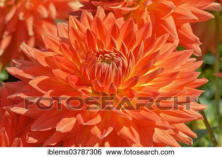 "Dahlia (Dahlia), Baden-Wurttemberg, Germany, Europe" View Large Photo Image Stock Photograph - "Dahlia (Dahlia), Baden-Wurttemberg, Germany, Europe". Fotosearch