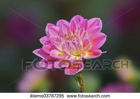 Stock Photography - "Dahlia (Dahlia), Baden-Wurttemberg, Germany, Europe". Fotosearch