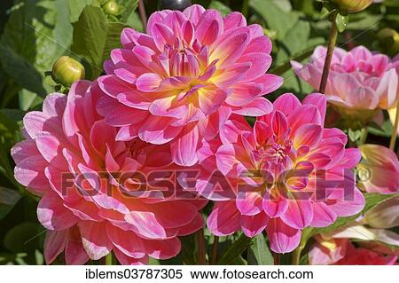 "Dahlia (Dahlia), Baden-Wurttemberg, Germany, Europe" View Large Photo Image Stock Photography - "Dahlia (Dahlia), Baden-Wurttemberg, Germany, Europe". Fotosearch