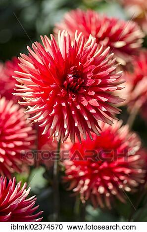 Stock Image - "Dahlia (Dahlia), Bergers Rekord variety, Germany, Europe". Fotosearch