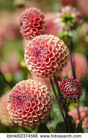 "Dahlia (Dahlia), Cornel Brons variety, Germany, Europe" View Large Photo Image Stock Photo - "Dahlia (Dahlia), Cornel Brons variety, Germany, Europe". Fotosearch