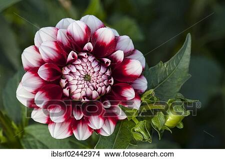Picture - "Dahlia (Dahlia), Hesse, Germany, Europe". Fotosearch