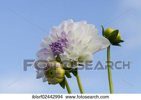 "Dahlia (Dahlia), Hesse, Germany, Europe" View Large Photo Image Picture - "Dahlia (Dahlia), Hesse, Germany, Europe". Fotosearch