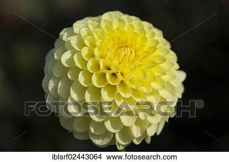"Dahlia (Dahlia), Hesse, Germany, Europe" View Large Photo Image Picture - "Dahlia (Dahlia), Hesse, Germany, Europe". Fotosearch