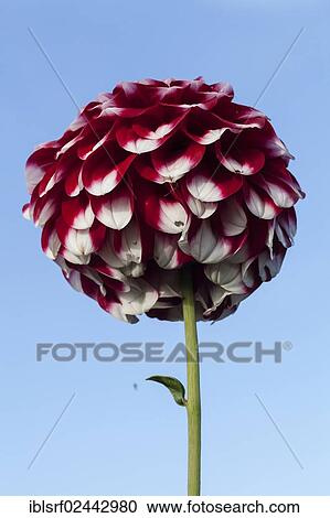 "Dahlia (Dahlia), Hesse, Germany, Europe" View Large Photo Image Stock Image - "Dahlia (Dahlia), Hesse, Germany, Europe". Fotosearch