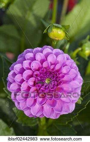 "Dahlia (Dahlia), Hesse, Germany, Europe" View Large Photo Image Stock Image - "Dahlia (Dahlia), Hesse, Germany, Europe". Fotosearch
