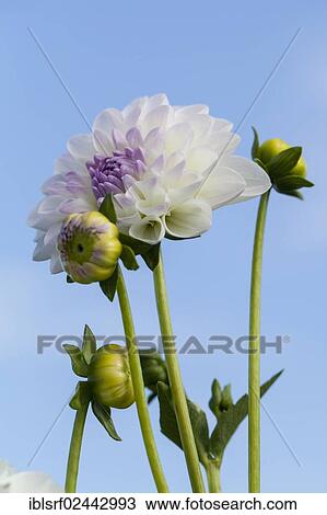 Stock Image - "Dahlia (Dahlia), Hesse, Germany, Europe". Fotosearch