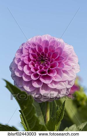 "Dahlia (Dahlia), Hesse, Germany, Europe" View Large Photo Image Stock Image - "Dahlia (Dahlia), Hesse, Germany, Europe". Fotosearch