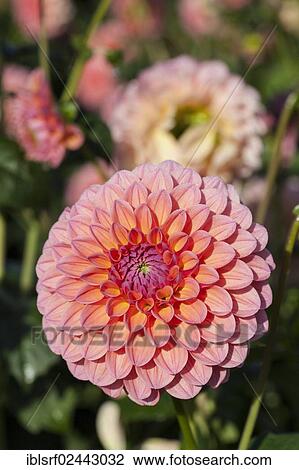 "Dahlia (Dahlia), Hesse, Germany, Europe" View Large Photo Image Stock Image - "Dahlia (Dahlia), Hesse, Germany, Europe". Fotosearch