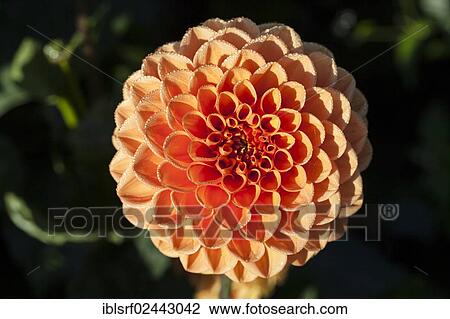 Stock Image - "Dahlia (Dahlia), Hesse, Germany, Europe". Fotosearch