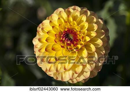 Stock Image - "Dahlia (Dahlia), Hesse, Germany, Europe". Fotosearch