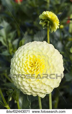 Stock Image - "Dahlia (Dahlia), Hesse, Germany, Europe". Fotosearch