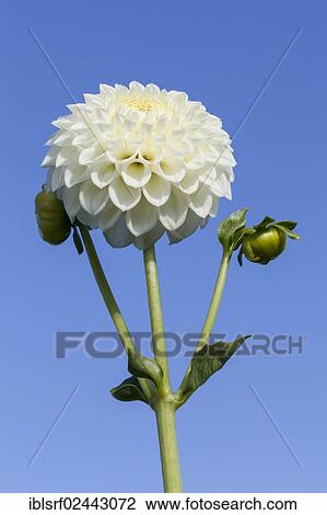 Stock Image - "Dahlia (Dahlia), Hesse, Germany, Europe". Fotosearch