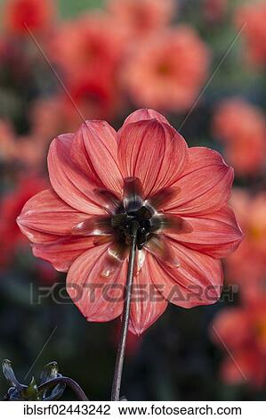 Stock Image - "Dahlia (Dahlia), Hesse, Germany, Europe". Fotosearch