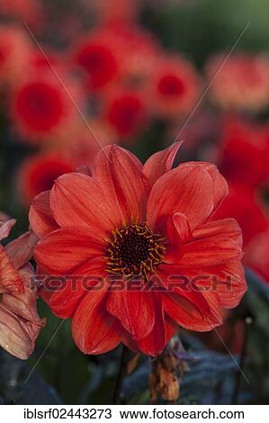 "Dahlia (Dahlia), Hesse, Germany, Europe" View Large Photo Image Stock Image - "Dahlia (Dahlia), Hesse, Germany, Europe". Fotosearch