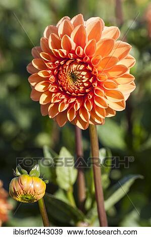 "Dahlia (Dahlia), Hesse, Germany, Europe" View Large Photo Image Stock Photo - "Dahlia (Dahlia), Hesse, Germany, Europe". Fotosearch