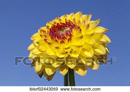 "Dahlia (Dahlia), Hesse, Germany, Europe" View Large Photo Image Stock Photo - "Dahlia (Dahlia), Hesse, Germany, Europe". Fotosearch