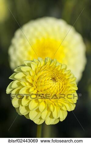 "Dahlia (Dahlia), Hesse, Germany, Europe" View Large Photo Image Stock Photo - "Dahlia (Dahlia), Hesse, Germany, Europe". Fotosearch