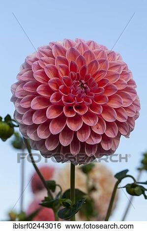 "Dahlia (Dahlia), Hesse, Germany, Europe" View Large Photo Image Stock Photograph - "Dahlia (Dahlia), Hesse, Germany, Europe". Fotosearch