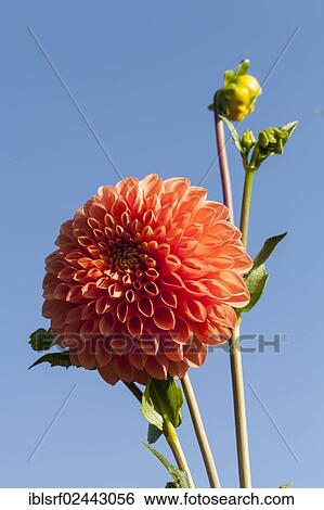 "Dahlia (Dahlia), Hesse, Germany, Europe" View Large Photo Image Stock Photograph - "Dahlia (Dahlia), Hesse, Germany, Europe". Fotosearch