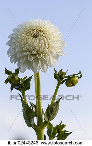 Stock Photograph - "Dahlia (Dahlia), Hesse, Germany, Europe". Fotosearch