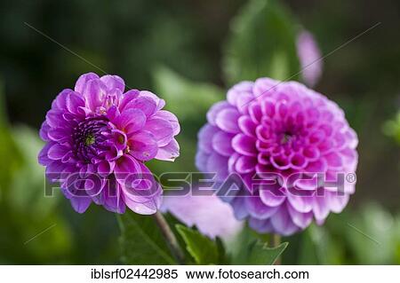 Stock Photography - "Dahlia (Dahlia), Hesse, Germany, Europe". Fotosearch