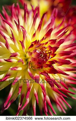 "Dahlia (Dahlia), Jessica variety, Germany, Europe" View Large Photo Image Stock Photograph - "Dahlia (Dahlia), Jessica variety, Germany, Europe". Fotosearch