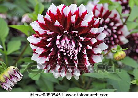 Stock Image - "Dahlia (Dahlia), Mainau, Baden-Wurttemberg, Germany, Europe". Fotosearch