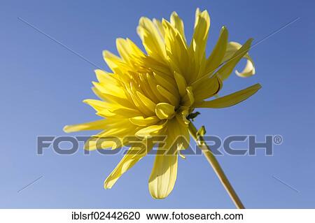 Stock Image - "Dahlia (Dahlia), Mecklenburg-Western Pomerania, Germany, Europe". Fotosearch