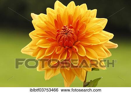 "Dahlia (Dahlia), North Rhine-Westphalia, Germany, Europe" View Large Photo Image Stock Photograph - "Dahlia (Dahlia), North Rhine-Westphalia, Germany, Europe". Fotosearch