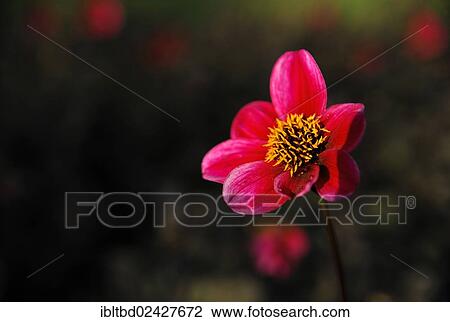 "Dahlia (Dahlia) """"Roxi Mignon""""" View Large Photo Image Stock Image - "Dahlia (Dahlia) """"Roxi Mignon""""". Fotosearch
