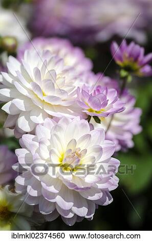 "Dahlia (Dahlia), Sandy Melody variety, Germany, Europe" View Large Photo Image Stock Image - "Dahlia (Dahlia), Sandy Melody variety, Germany, Europe". Fotosearch
