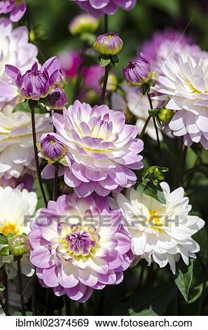 "Dahlia (Dahlia), Sandy Melody variety, Germany, Europe" View Large Photo Image Stock Photo - "Dahlia (Dahlia), Sandy Melody variety, Germany, Europe". Fotosearch
