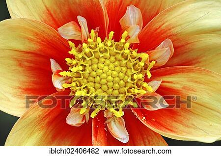 "Dahlia Esther (Dahlia spec. ), flower detail" View Large Photo Image Stock Image - "Dahlia Esther (Dahlia spec. ), flower detail". Fotosearch