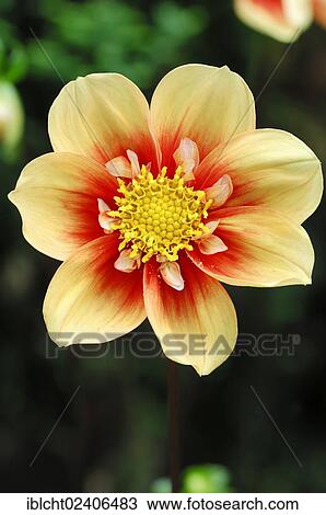 "Dahlia Esther (Dahlia spec. ), flowering" View Large Photo Image Stock Image - "Dahlia Esther (Dahlia spec. ), flowering". Fotosearch