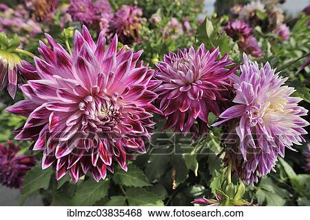 Stock Photo - "Dahlia 'Vancouver' (Dahlia), Mainau, Baden-Wurttemberg, Germany, Europe". Fotosearch
