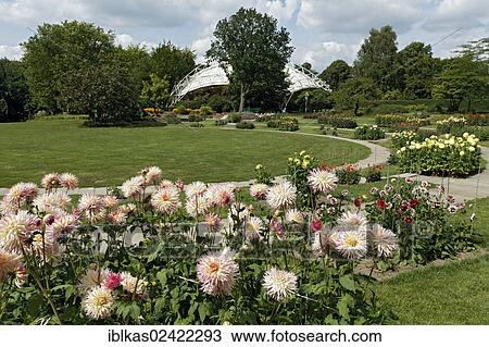 Dahlias arena, Grugapark, Essen, Ruhr area, North Rhine-Westphalia, Germany, Europe View Large Photo Image Stock Image - Dahlias arena, Grugapark, Essen, Ruhr area, North Rhine-Westphalia, Germany, Europe. Fotosearch