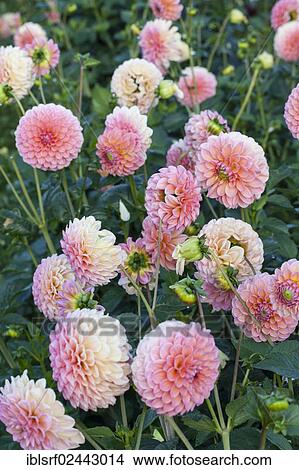 Picture - "Dahlias (Dahlia), Hesse, Germany, Europe". Fotosearch
