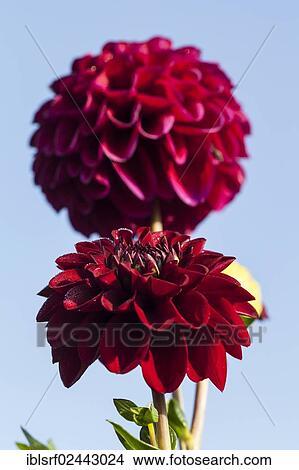 "Dahlias (Dahlia), Hesse, Germany, Europe" View Large Photo Image Picture - "Dahlias (Dahlia), Hesse, Germany, Europe". Fotosearch