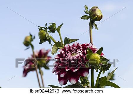 Stock Image - "Dahlias (Dahlia), Hesse, Germany, Europe". Fotosearch