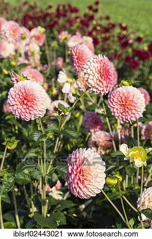 "Dahlias (Dahlia), Hesse, Germany, Europe" View Large Photo Image Stock Image - "Dahlias (Dahlia), Hesse, Germany, Europe". Fotosearch